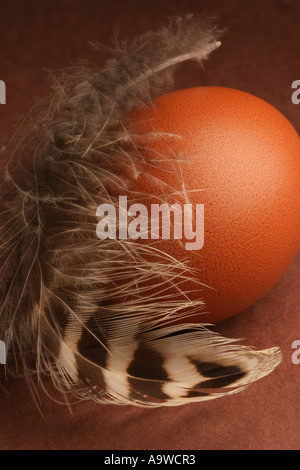 L'un des oeufs de poules marron et une plume Banque D'Images