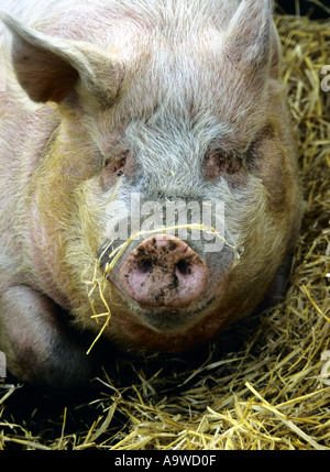 Grand repos cochon dans le foin Banque D'Images