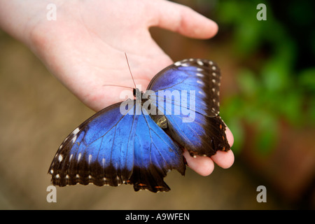 Girl holding big blue butterfly, Symonds Yat, Wye Valley, en Angleterre. Banque D'Images