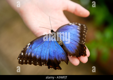 Girl holding big blue butterfly, Symonds Yat, Wye Valley, en Angleterre. Banque D'Images