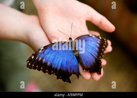 Girl holding big blue butterfly, Symonds Yat, Wye Valley, en Angleterre. Banque D'Images