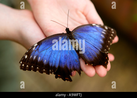 Girl holding big blue butterfly, Symonds Yat, Wye Valley, en Angleterre. Banque D'Images