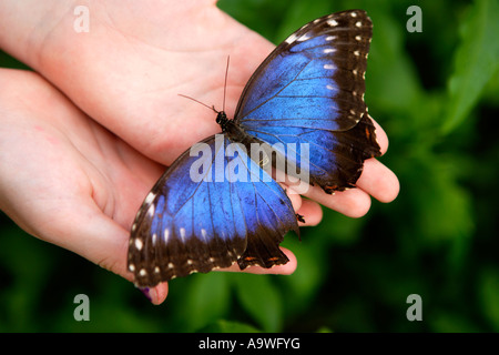 Girl holding big blue butterfly, Symonds Yat, Wye Valley, en Angleterre. Banque D'Images