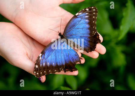 Girl holding big blue butterfly, Symonds Yat, Wye Valley, en Angleterre. Banque D'Images