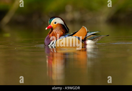 Canard Mandarin mâle sur le lac Essex Mars 2007 Banque D'Images