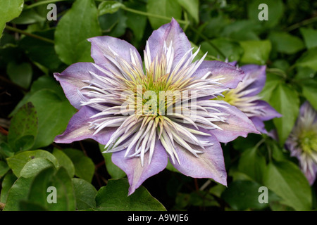 Clematis Crystal Fountain Banque D'Images