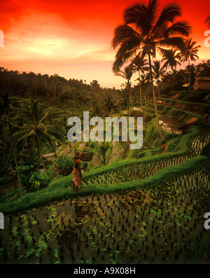 Homme debout dans les rizières en terrasse de riz PUJUNG UBUD Bali INDONÉSIE Banque D'Images