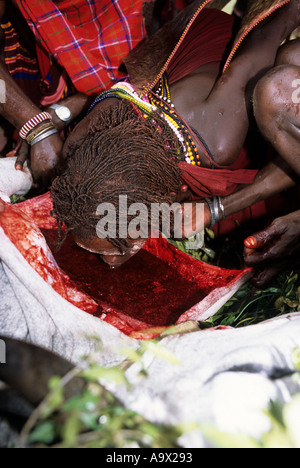 Lolgorian, au Kenya. Massaï Siria ; cérémonie Eunoto ; moran de boire le sang de l'bull sacrifié. Banque D'Images