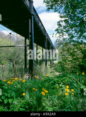 Le pissenlit (Taraxacum vulgaria) et le pont Armstrong plus de Jesmond Dene, Newcastle upon Tyne, Tyne and Wear, England, UK. Banque D'Images