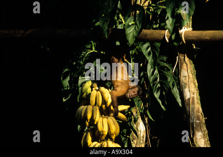 Tataquara, Xingu, au Brésil. Singe capucin prenant la banane d'un point d'alimentation. Banque D'Images