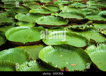 Belem, Brésil. Vitoria Regia (Victoria Amazonica), nénuphar géant flottant sur l'eau. Amazon. Banque D'Images