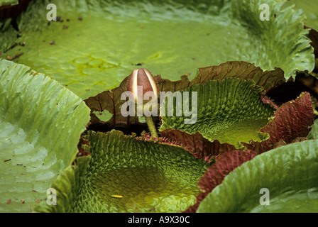 Belem, Brésil. Vitoria Regia (Victoria Amazonica), nénuphar géant avec bud flottant sur l'eau. Amazon. Banque D'Images