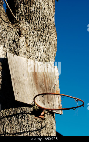 Panier de basket-ball de fortune clouée sur un arbre Banque D'Images