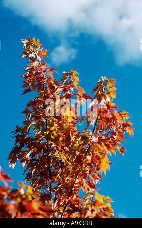 Arbre à feuilles automne automne orange against a blue sky Banque D'Images