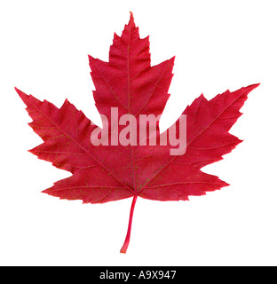 Feuille d’érable rouge Banque D'Images