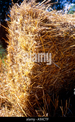 La Pologne, Uniejow, offre groupée de grass, close-up Banque D'Images