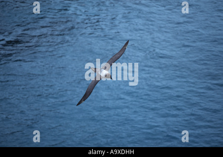 (Albatros fuligineux Phoebetria fusca), voler, l'Antarctique, Suedgeorgien Banque D'Images