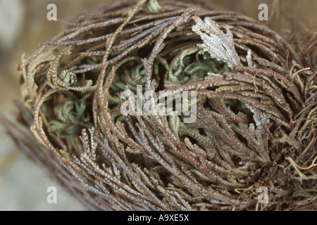 Plante résurrection, Rose-de-Farnmoss au Pérou, de Jéricho (Selaginella lepidophylla), plante en condition sèche Banque D'Images