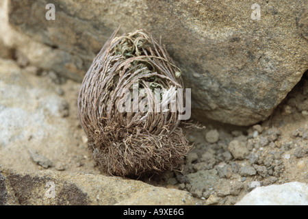 Plante résurrection, Rose-de-Farnmoss au Pérou, de Jéricho (Selaginella lepidophylla), plante en condition sèche Banque D'Images