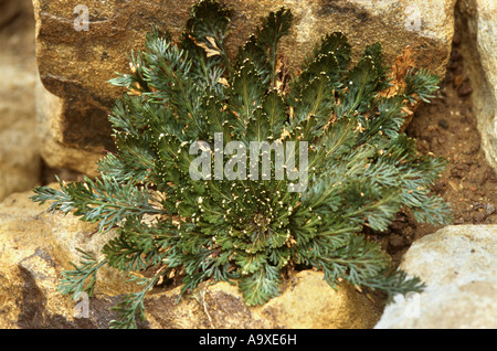 Plante résurrection, Rose-de-Farnmoss au Pérou, de Jéricho (Selaginella lepidophylla), plante en condition humide Banque D'Images