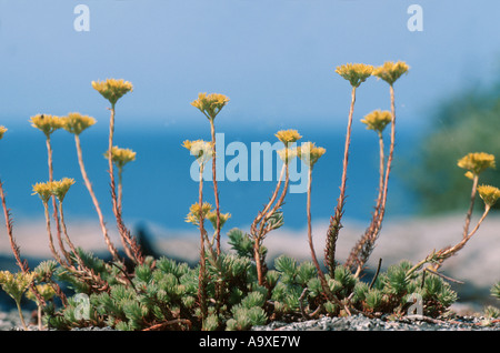 Rock stonecrop, Welsh stonecrop Sedum forsterianum (var. elegans), la floraison, le Danemark, Bornholm Banque D'Images