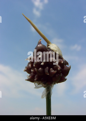 Domaine de l'ail, ail, oignon sauvage crow (Allium vineale), l'inflorescence avec bulbils against blue sky, Pseudovivipary Banque D'Images