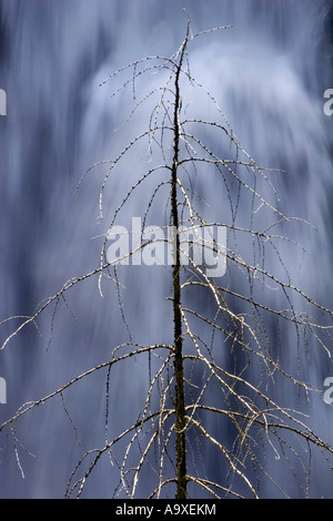 Arbre mort devant watercascades Goessnitz à partir de la cascade, l'Autriche, l'Hohe Tauern NP Banque D'Images