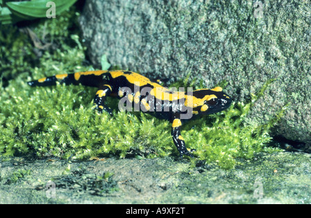 Salamandre terrestre européen (Salamandra salamandra), dans la région de moss, Allemagne, Hesse Banque D'Images