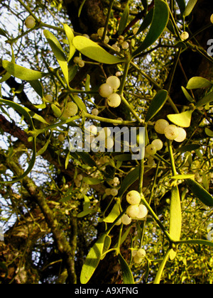 Le gui (Viscum album subsp. album), fruits mûrs Banque D'Images