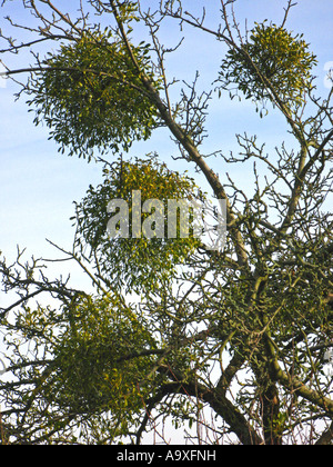 Le gui (Viscum album subsp. album), couple de plantes sur un pommier en hiver Banque D'Images