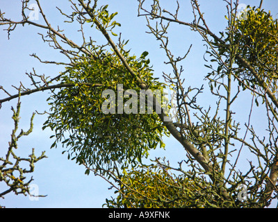 Le gui (Viscum album subsp. album), couple de plantes sur un pommier en hiver Banque D'Images