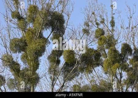 Le gui (Viscum album subsp. album), couple de plantes en hiver sur un peuplier Banque D'Images