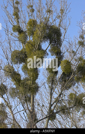 Le gui (Viscum album subsp. album), couple de plantes en hiver sur un peuplier Banque D'Images