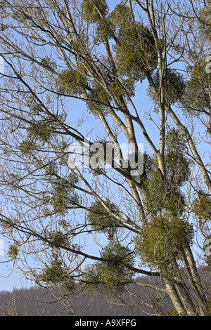 Le gui (Viscum album subsp. album), couple de plantes en hiver sur un peuplier Banque D'Images