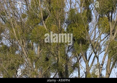 Le gui (Viscum album subsp. album), couple de plantes en hiver sur un peuplier Banque D'Images