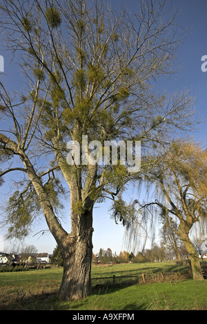 Le gui (Viscum album subsp. album), couple de plantes en hiver sur un peuplier Banque D'Images