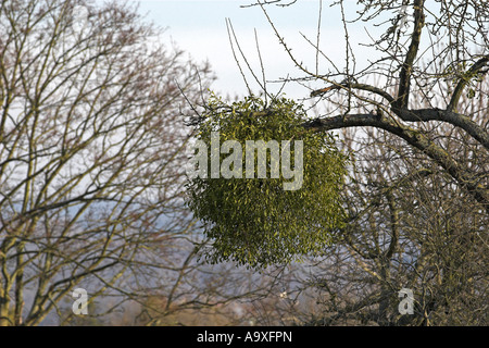 Le gui (Viscum album subsp. album), seule plante en hiver sur les branches d'un arbre fruitier Banque D'Images