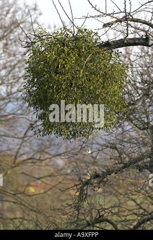 Le gui (Viscum album subsp. album), seule plante en hiver sur les branches d'un arbre fruitier Banque D'Images