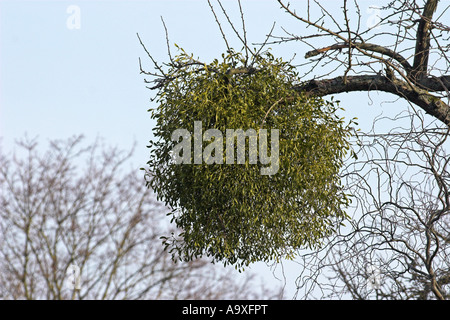 Le gui (Viscum album subsp. album), seule plante en hiver sur les branches d'un arbre fruitier Banque D'Images