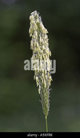 Vulpin des prés d'herbe (Alopecurus pratensis), la floraison Banque D'Images