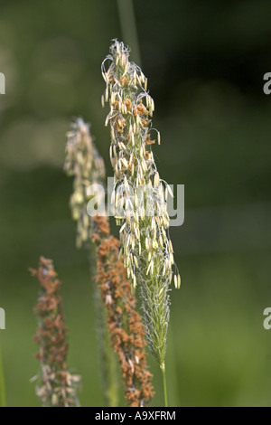 Vulpin des prés d'herbe (Alopecurus pratensis), la floraison Banque D'Images