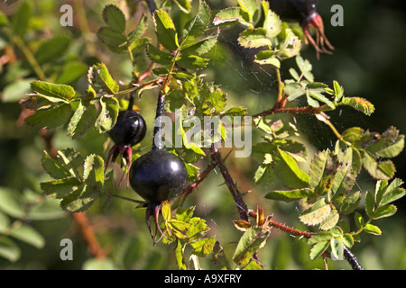 Burnett rose (Rosa spinosissima, Rosa pimpinellifolia), églantier Banque D'Images