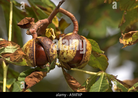 Le marronnier commun (Aesculus hippocastanum), de fruits mûrs avec des pellicules sur un arbre Banque D'Images