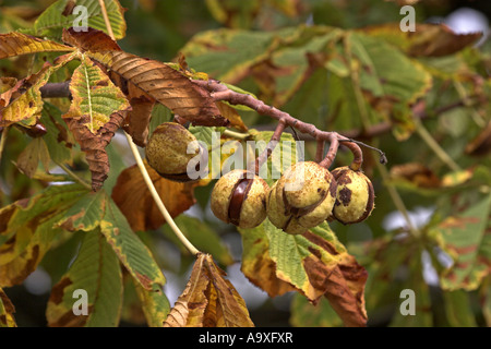 Le marronnier commun (Aesculus hippocastanum), de fruits mûrs avec des pellicules sur un arbre Banque D'Images