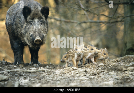 Le sanglier, le cochon (Sus scrofa), sanglier avec shoats, Allemagne, Saxe, Oberrabenstein Maerz, 03. Banque D'Images