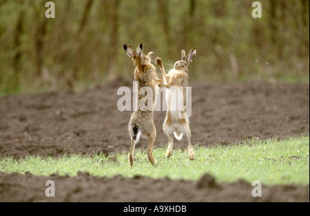 Lièvre d'Europe (Lepus europaeus), buck et Lièvre lièvre mâle la boxe, l'Autriche, Burgenland, Lac Banque D'Images
