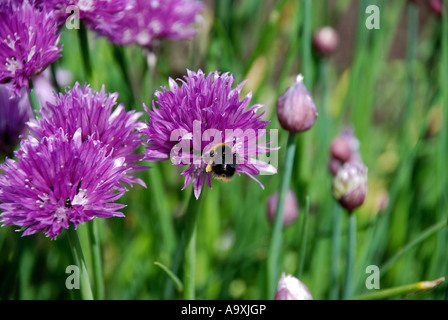 Abeille sur ciboulette Banque D'Images