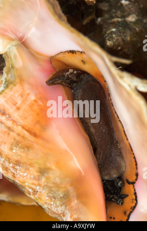 Conque multicolores pêchés frais prêt à retirer la viande Banque D'Images