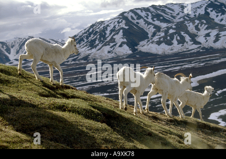 Les mouflons de Dall, mouton blanc (Ovis dalli), groupe de femelles et de jeunes béliers, USA, Alaska, Denali NP, sept 99. Banque D'Images