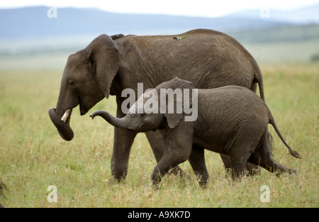 L'éléphant africain (Loxodonta africana), l'éléphant et de vache veau, Kenya, Masai Mara National Reserve, Nov 01. Banque D'Images